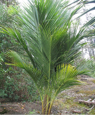 Beccariophoenix Species, Giant Windowpane Palm, Manarano Palm, Windowpane Coconut