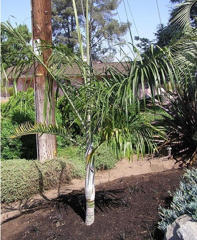 Plumose Dypsis