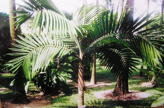 Palm