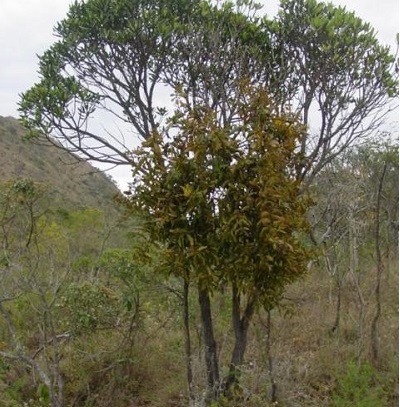 Psittacanthus Species, Loranth Mistletoe