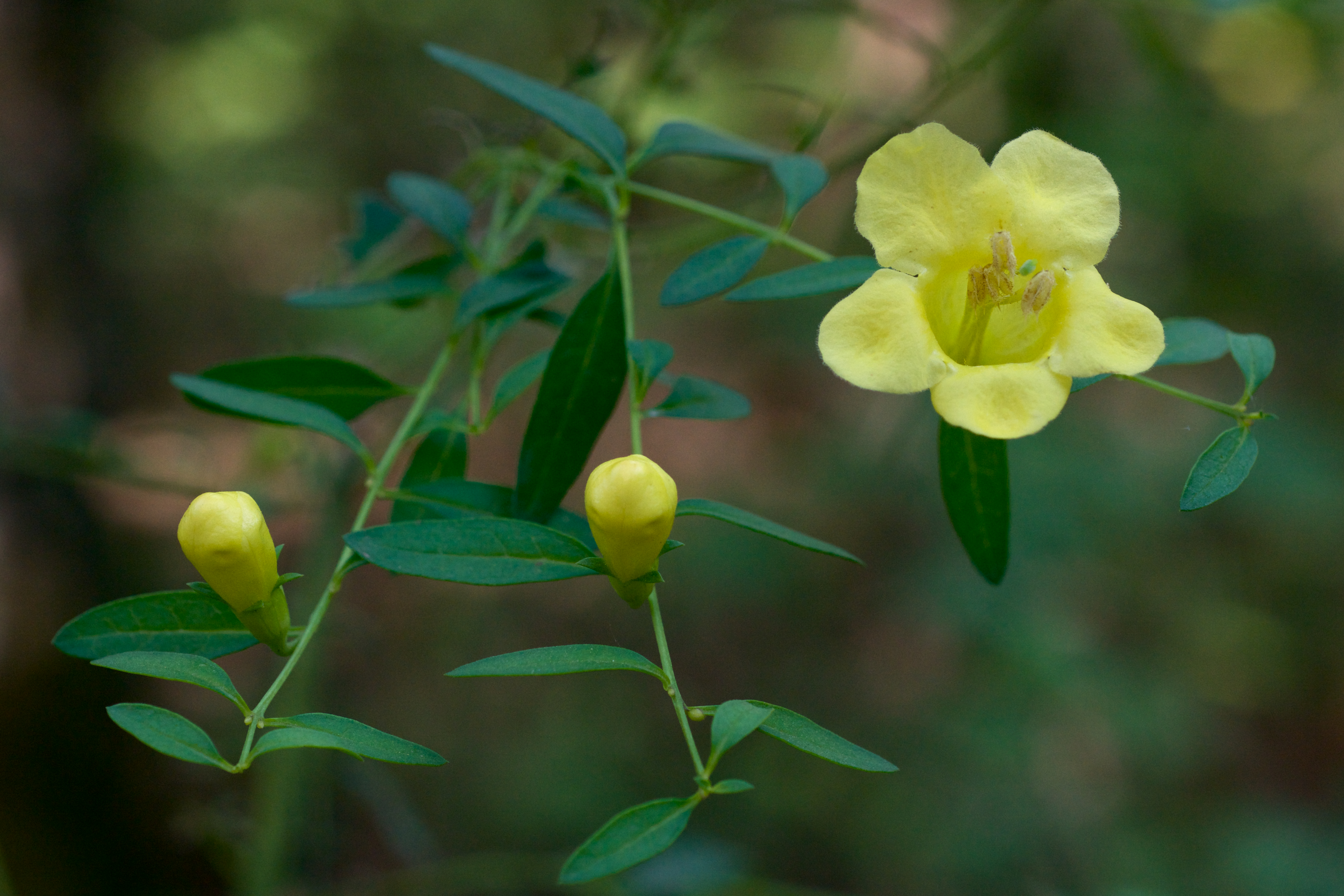 Smooth Yellow False Foxglove, Northern False Foxglove