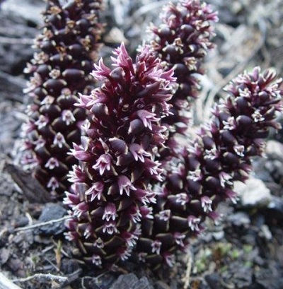 California groundcone