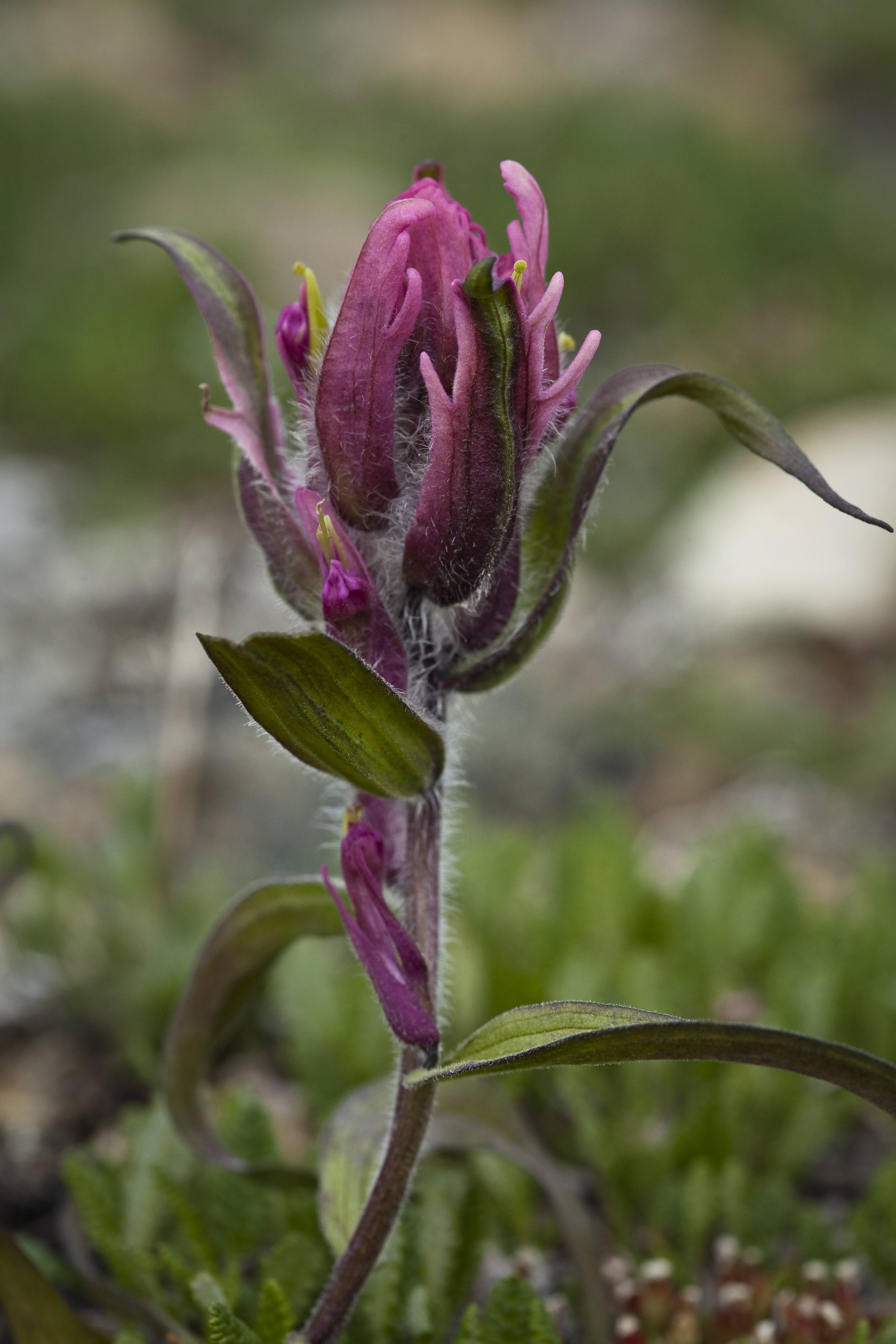 Castilleja Species, Elegant Indian Paintbrush