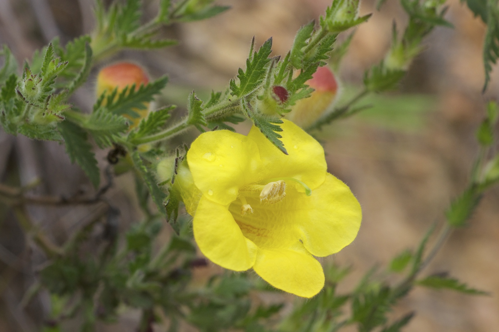 Aureolaria Species, Comb-leaf Yellow False Foxglove