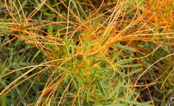Cuscuta Species, Knotweed Dodder, Smartweed Dodder