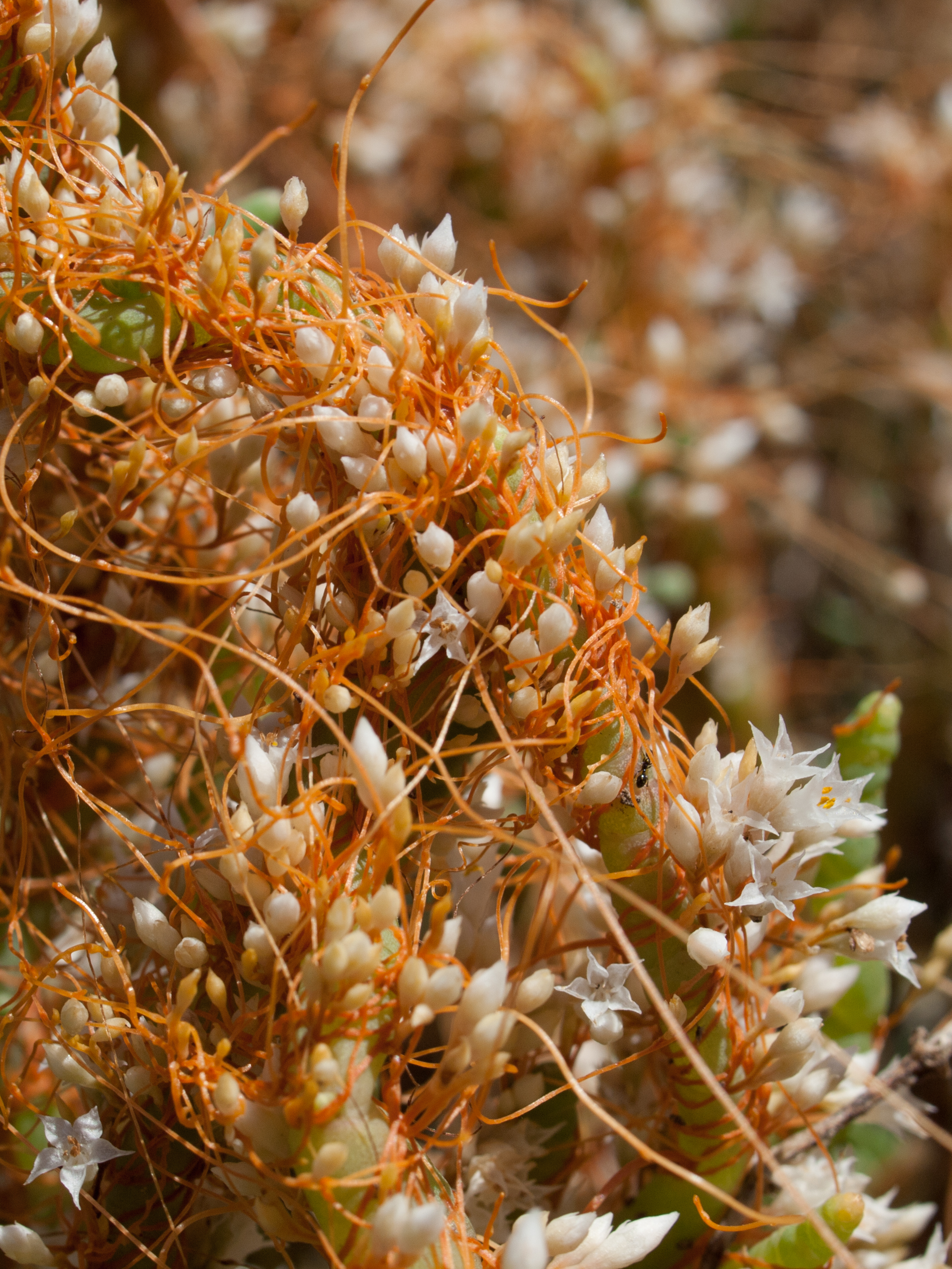 Cuscuta Species, Saltmarsh Dodder