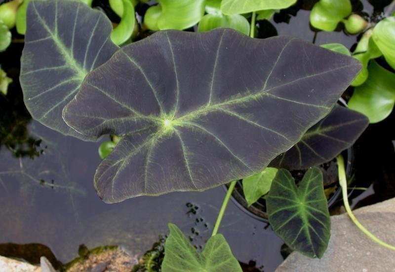 Colocasia, Elephant Ear, Imperial Taro
