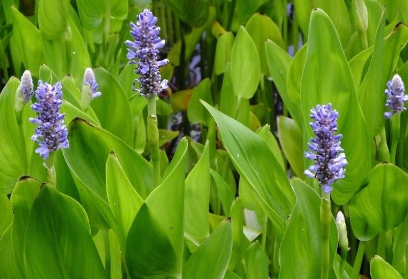 Pontederia Species, Heartleaf Pickerelweed, Pickerel Rush, Pickerel Weed