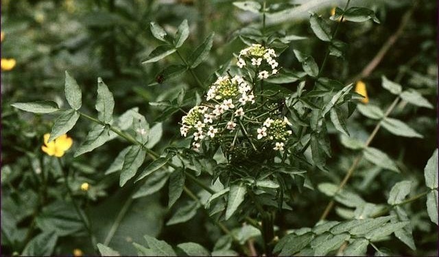 Nasturtium Species, Watercress, Yellowcress