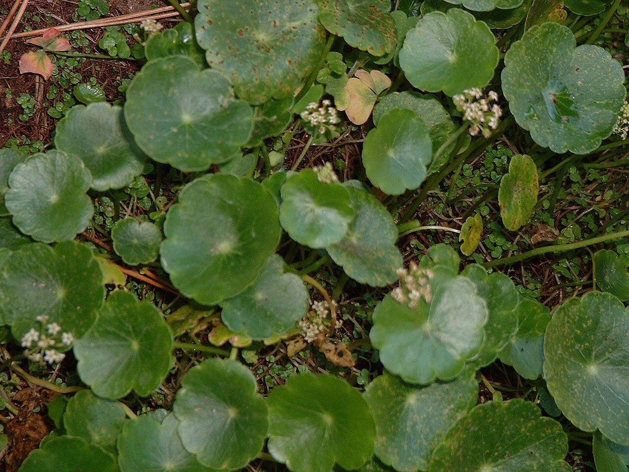 Water Pennywort, Dollarweed, Manyflower Marsh Pennywort