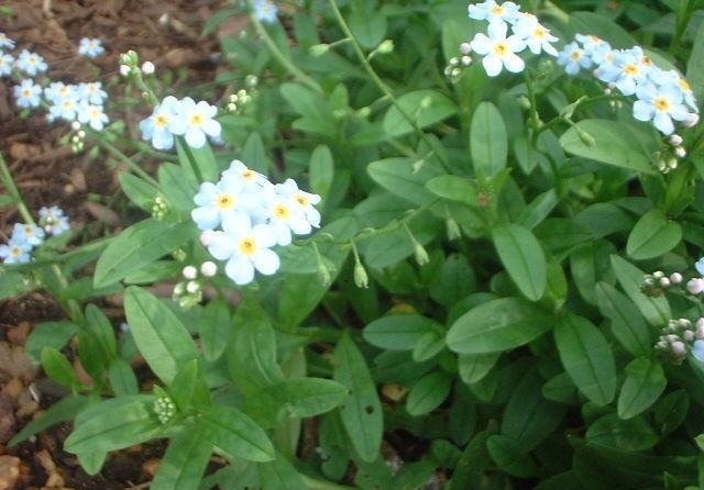 Myosotis Species, True Forget-Me-Not, Water Forget-Me-Not