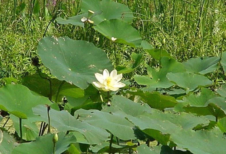 American Lotus