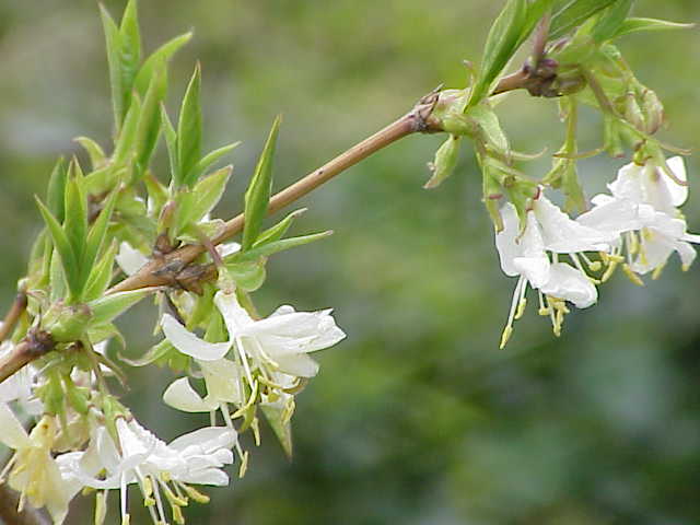 Lonicera Species, Winter Honeysuckle