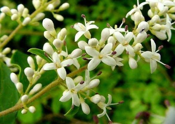 Ligustrum Species, Chinese Privet