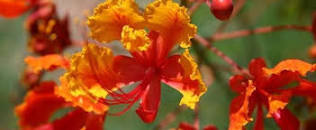 Caesalpinia Species, Barbados Pride, Paradise Flower, Peacock Tree