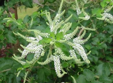 Aloysia Species, Incense Bush, Sweet Almond Bush