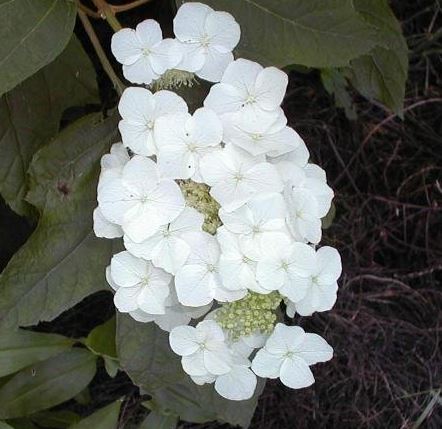 Hydrangea Species, Oakleaf Hydrangea, Oak-leaf Hydrangea