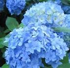 Bigleaf Hydrangea, French Hydrangea, Mophead Nikko Blue