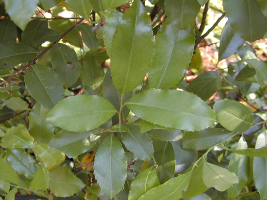 Carolina Cherry Laurel