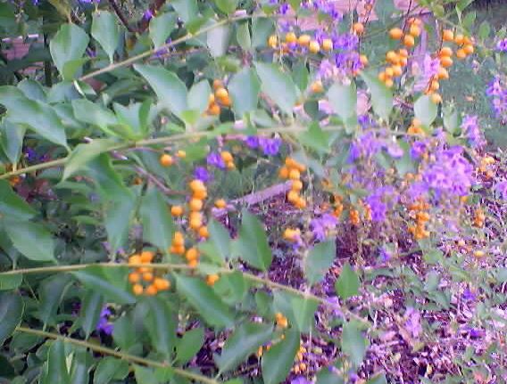Duranta Species, Golden Dew Drop, Pigeon Berry, Sky Flower