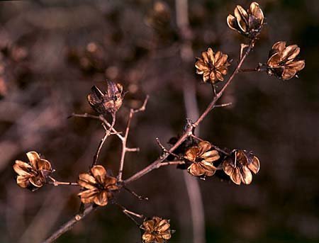 Lagerstroemia Species, Crape Myrtle, Crepe Myrtle