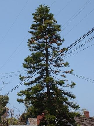 Araucaria Species, Norfolk Island Pine, Star Pine