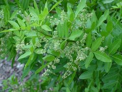 Schinus Species, Brazilian Pepper Tree, Christmasberry Tree, Florida Holly