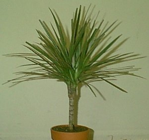 Dracaena Species, Dragon Tree, Red-Margined Dracaena, Madagascar Dragon Tree