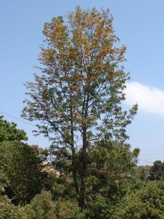 Grevillea Species, Silk Oak, Silky Oak, Silver-Oak