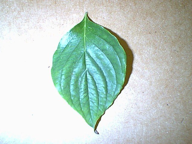 Cornus Species, Eastern Dogwood, Flowering Dogwood