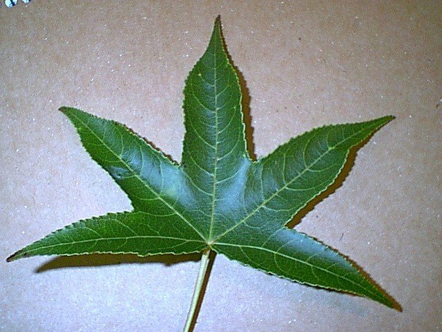 Liquidambar Species, Sweetgum, Red Gum, Liquid Amber