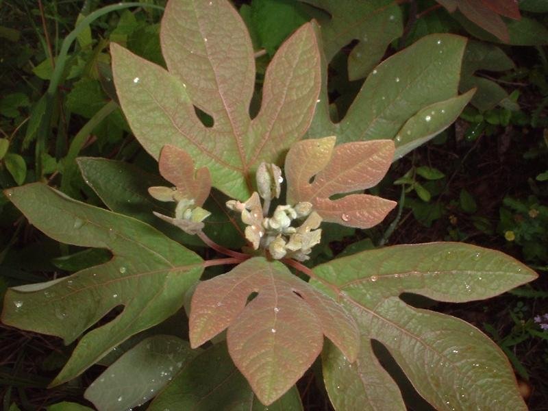 Sassafras Species, Cinnamonwood, Mitten Tree, Tea Tree