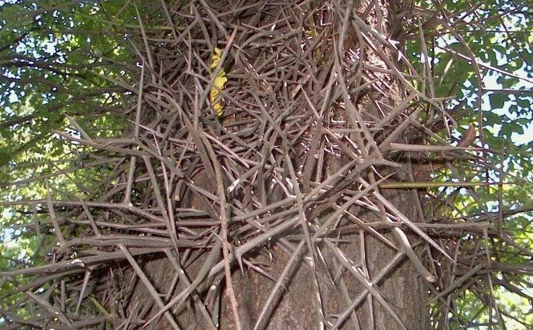 Gleditsia Species, Honey Locust, Sweet Locust, Three-Thorned Acacia