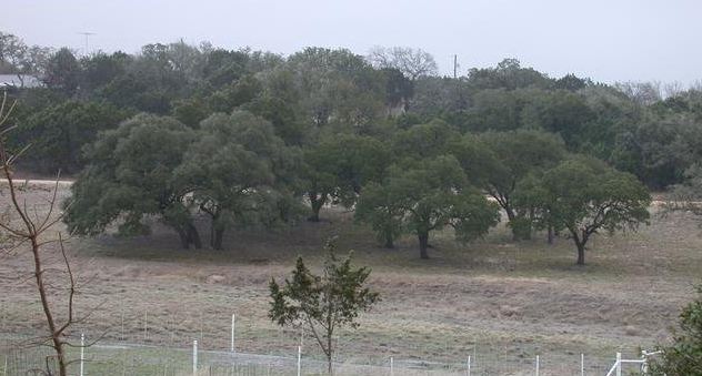 Quercus Species, Live Oak