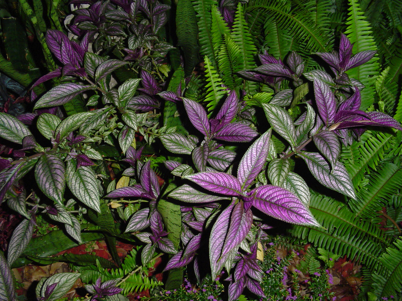 Strobilanthes Species, Persian Shield