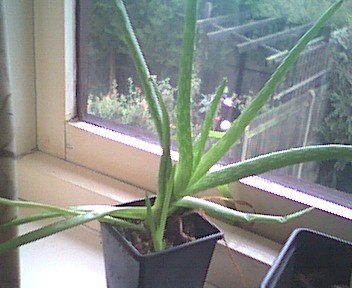 Aloe Species, Aloe Vera, Medicinal Aloe, Savila
