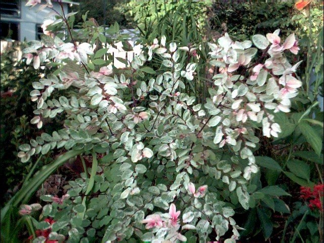 Breynia Species, Snow Bush, Snow-on-the-Mountain, Sweetpea Bush