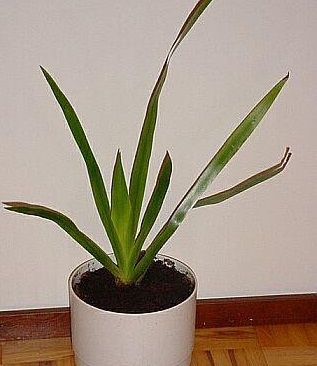 Neomarica Species, Apostle Plant, Walking Iris