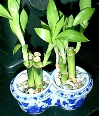 Dracaena Species, Lucky Bamboo