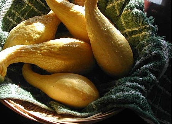 Crookneck Squash, Summer Squash Summer Yellow Crookneck