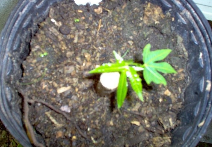 Chaya, Tree Spinach