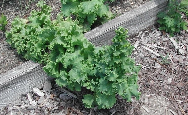 Lettuce, Loose Leaf Lettuce Black-Seeded Simpson
