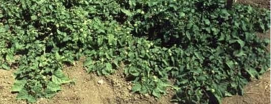 Ground Cherry Aunt Mollys