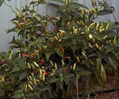 Chile Pepper Tabasco