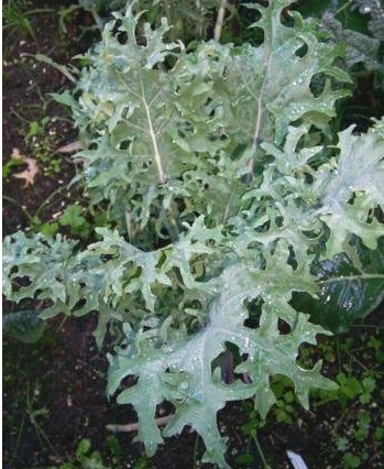 Siberian Kale Red Russian