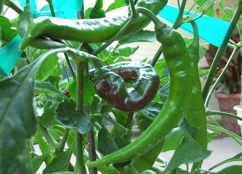 Sweet Pepper Jimmy Nardello