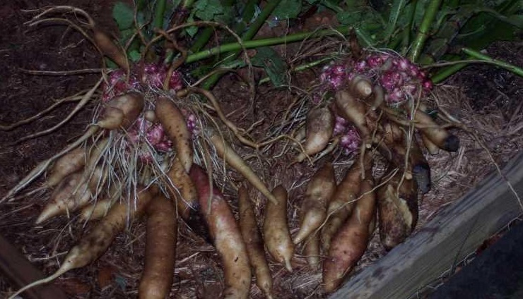 Smallanthus Species, Peruvian Ground Apple, Yacon