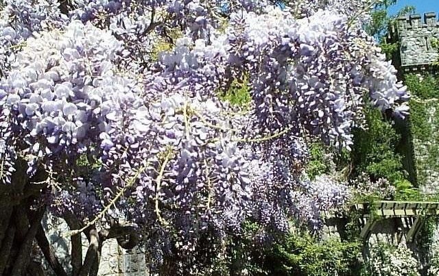 Wisteria Species, Chinese Wisteria
