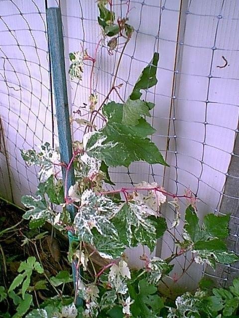 Ampelopsis, Variegated Porcelain Berry Vine Elegans