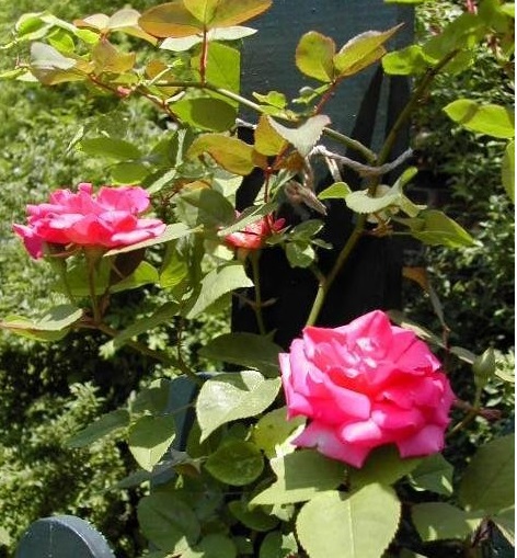 Bourbon Rose Zephirine Drouhin